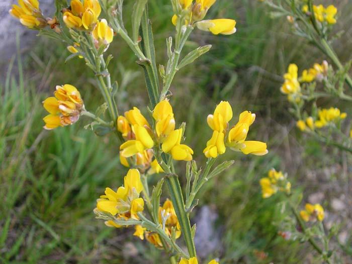 Carqueja - Pterospartum tridentatum.jpg